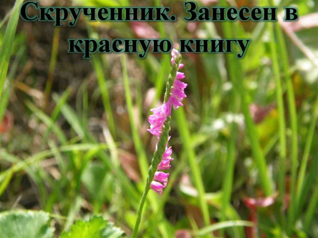 Скрученник. Занесен в красную книгу