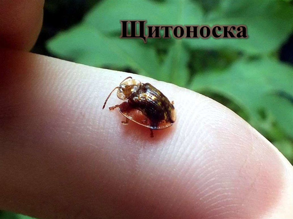 Моя походная жизнь. Моя походная жизнь