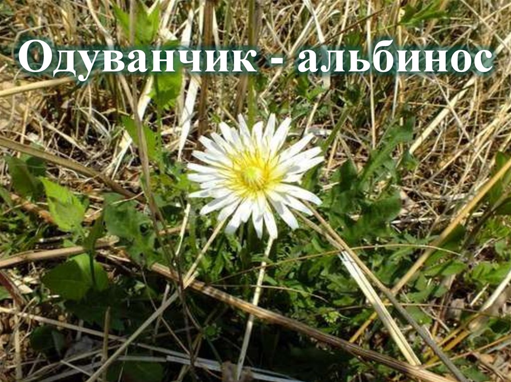 Одуванчик - альбинос