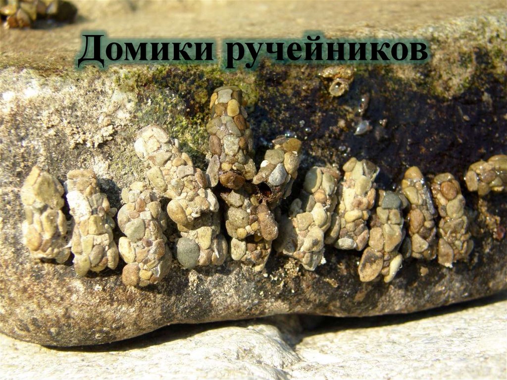 Домики ручейников