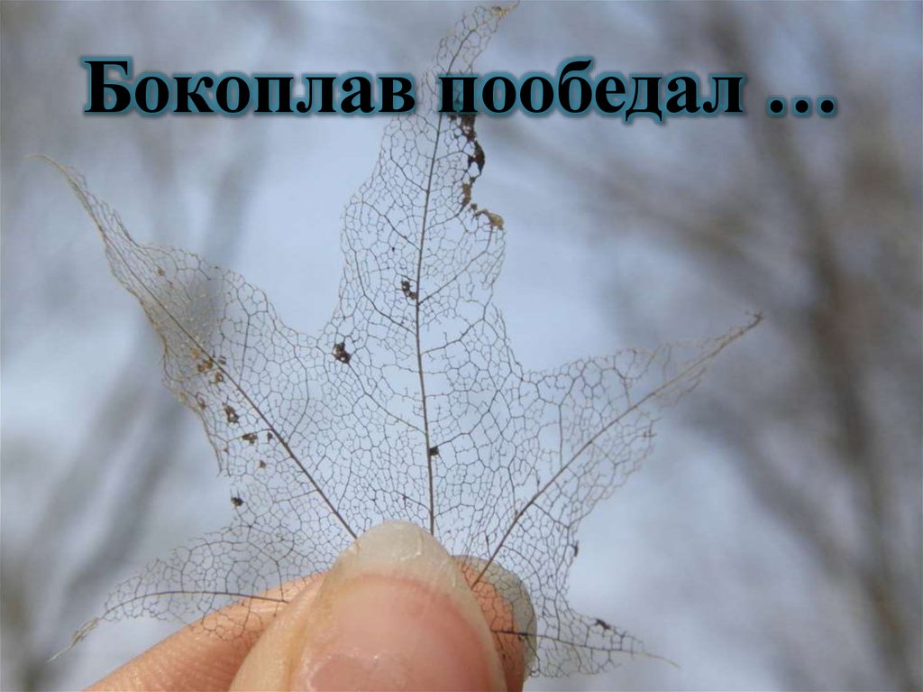 Бокоплав пообедал …