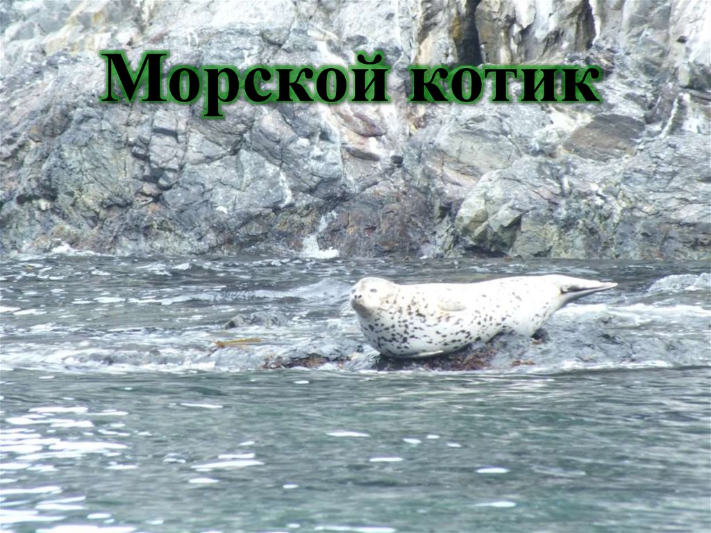Морской котик