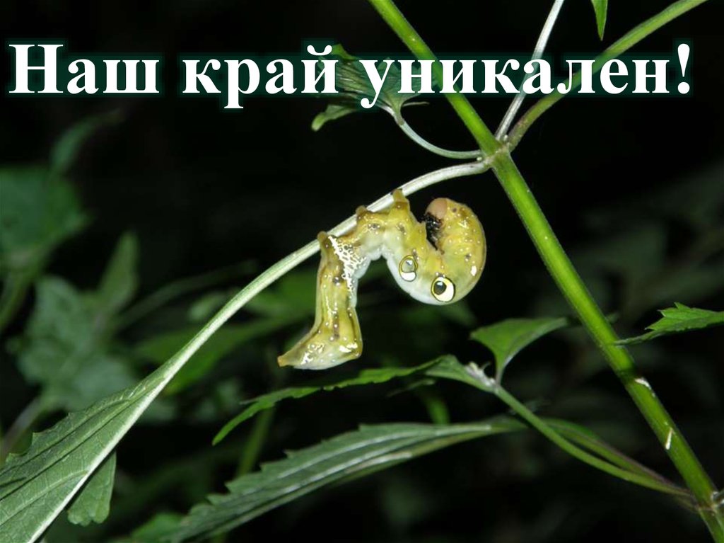 Наш край уникален!