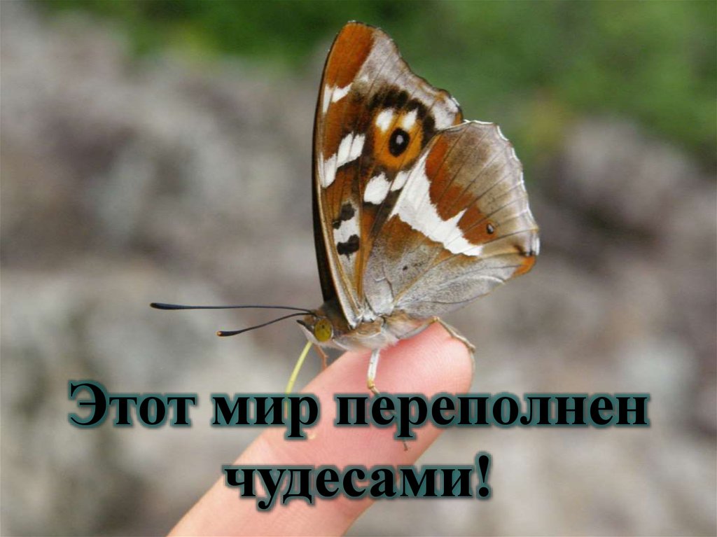 Этот мир переполнен чудесами!