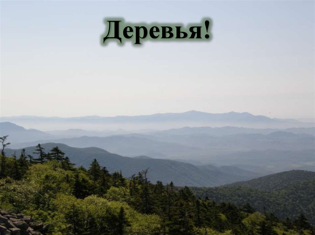Деревья!