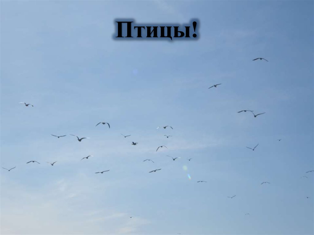 Птицы!