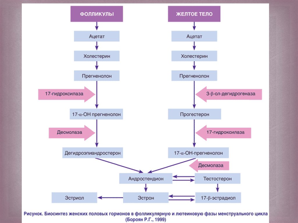 Фармакогеномика метаболизма половых гормонов Риск рака молочной железы при гормональной терапии 1441