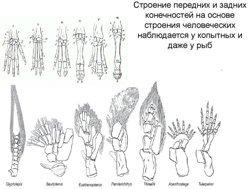 Объясните руководствуясь этой схемой формирование у зайцев длинных и мощных задних конечностей