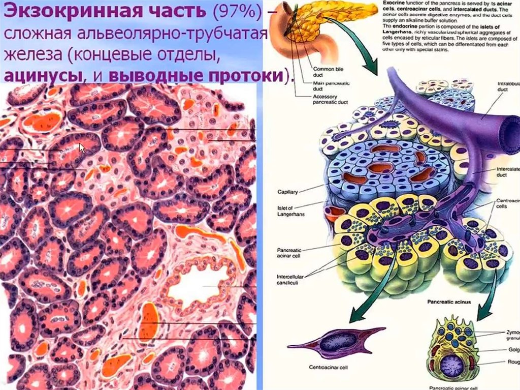 Железистые клетки печени. Схема экзокринной части поджелудочной железы. Экзокринные железы поджелудочной железы. Ацинус гистология поджелудочная железа экзокринная часть. Строение ацинуса поджелудочной железы гистология.