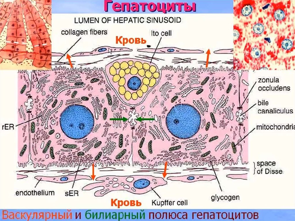Железистые клетки печени. Клетки печени гепатоциты. Гепатоциты печени гистология. Гепатоциты строение гистология. Гепатоцит строение гистология.