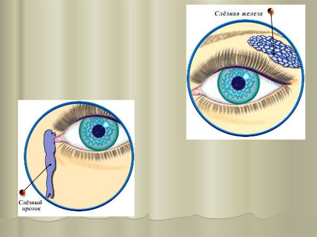 Белочная оболочка глаза прозрачна отметьте верные. Белочная оболочка склера. Белочная оболочка рисунок. Возрастная анатомия презентация.