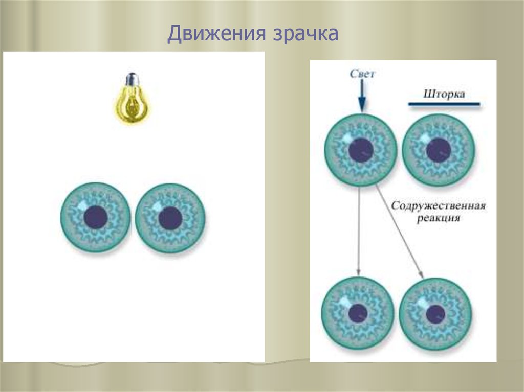 Реакция зрачка на свет. Содружественная реакция зрачков на свет. Исследование зрачка на свет. Прямая реакция зрачка на свет. Исследование зрачковых реакций.