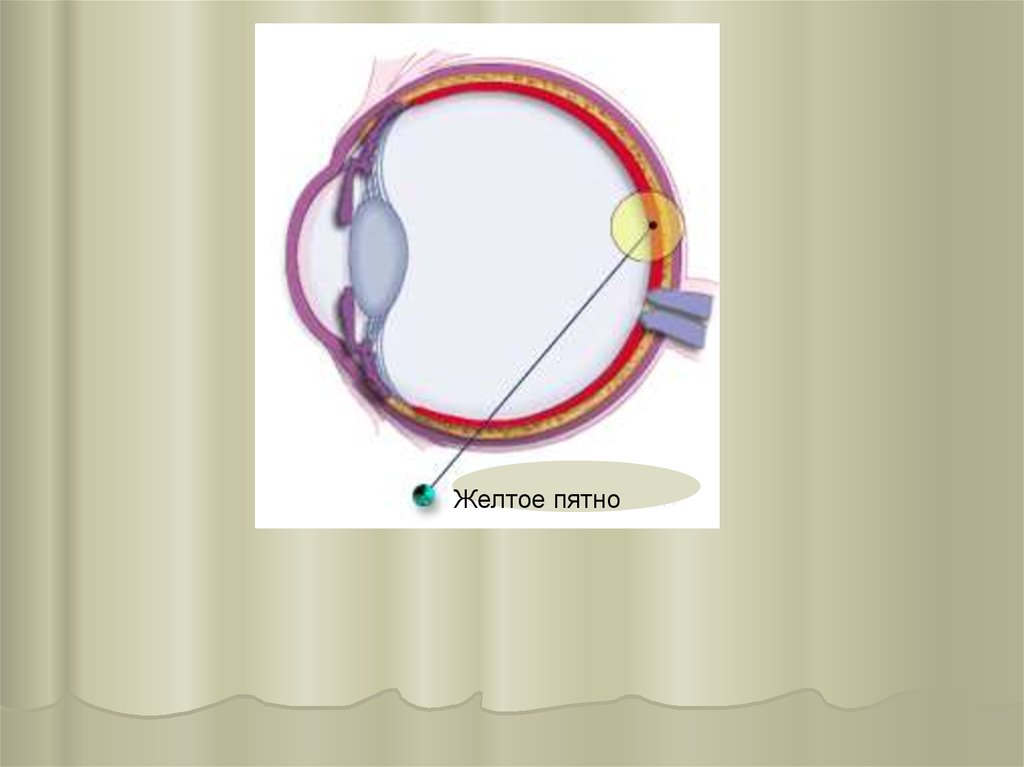 Почему желтое пятно желтое. Слепое пятно и желтое пятно глаза. Жёлтое пятно глаза функции. Строение глаза желтое пятно. Строение желтого пятна.