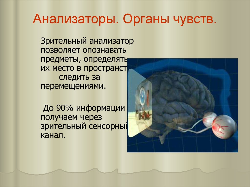 8 анализаторов. Анализаторы органы чувств. Анализаторы органы чувств анатомия. Органы чувств анализаторы зрительный анализатор. Сенсорные системы органы чувств анализаторы.