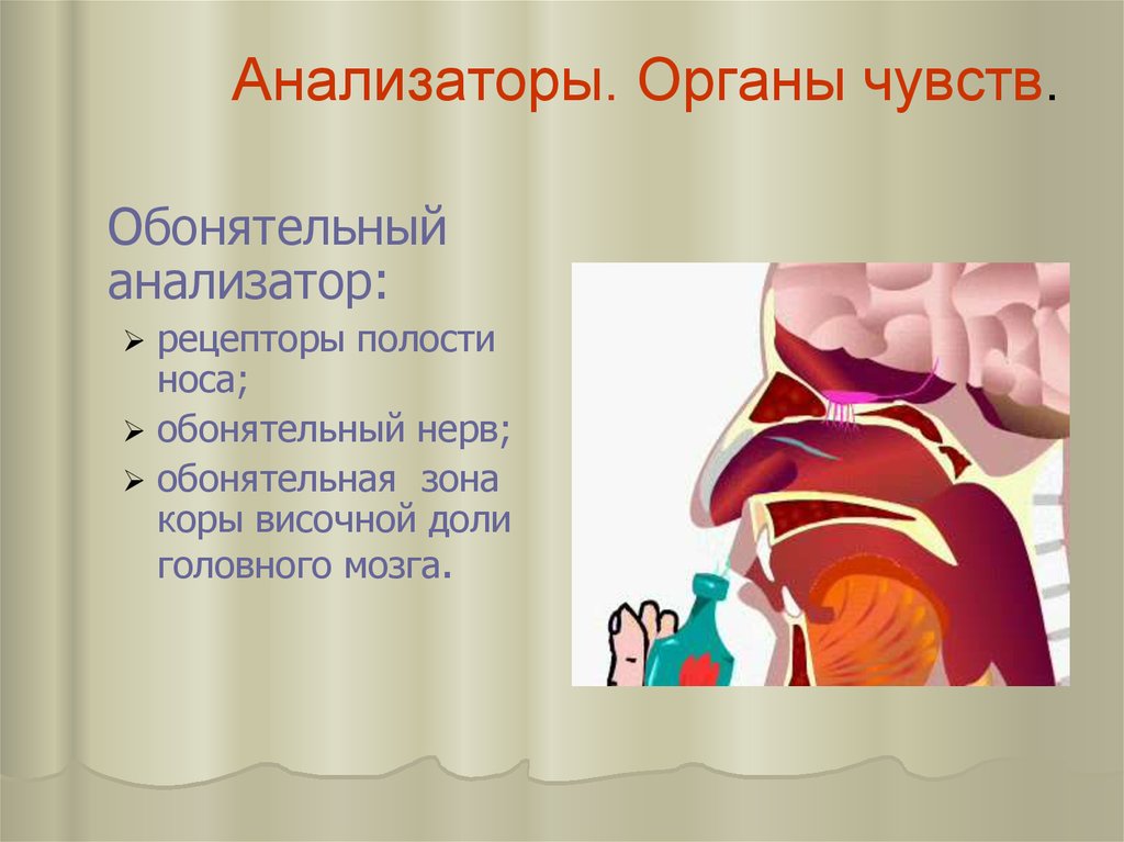 Обонятельной областью полости носа является