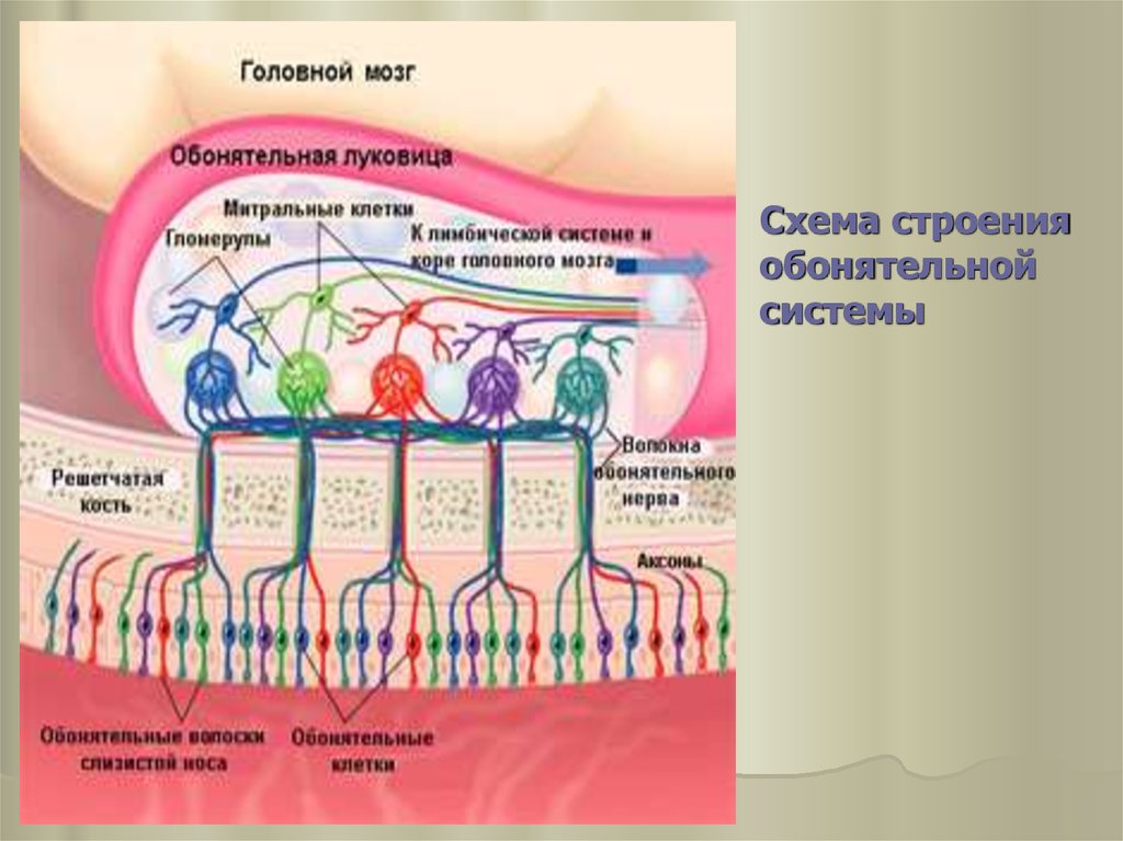 Обонятельная сенсорная система физиология презентация