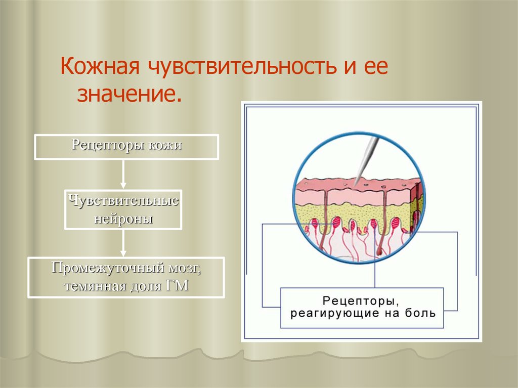 Кожная чувствительность. Виды чувствительности кожи. Рецепторы кожной чувствительности. Виды кожной чувствительности.