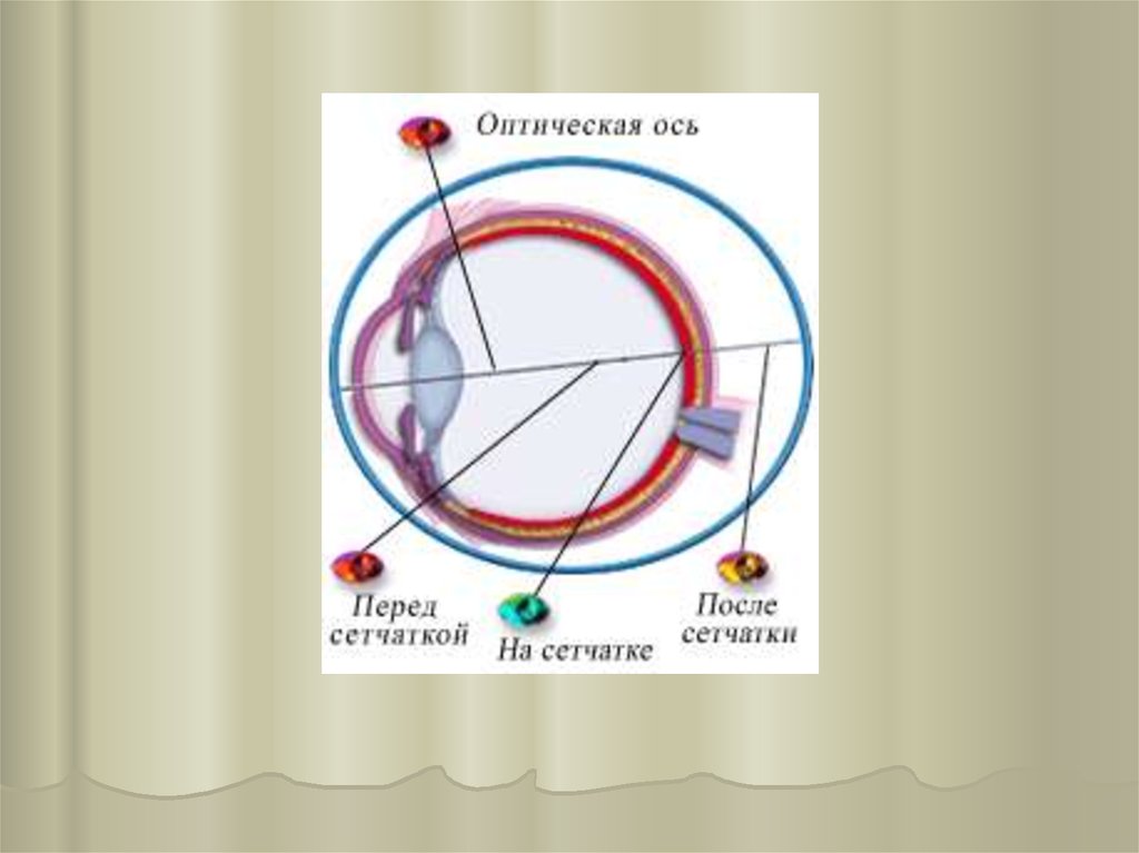 Гигиена сенсорных систем. Анатомия физиология и гигиена сенсорных систем.