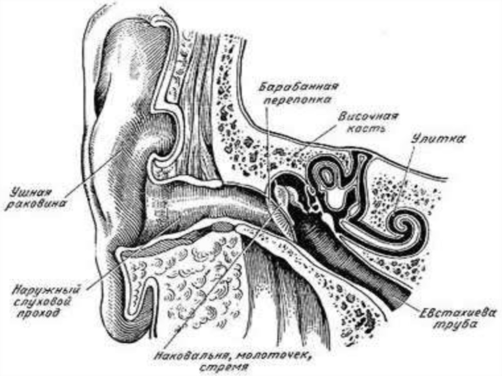 Анатомия органов слуха речи и зрения. Строение органа слуха на продольном разрезе. Ушная раковина строение стремя. Продольный разрез через орган слуха. Орган слуха и равновесия анатомия.