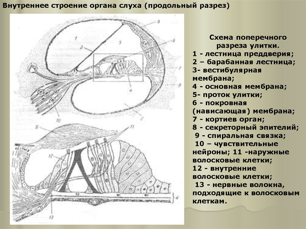 Схема строения спирального органа