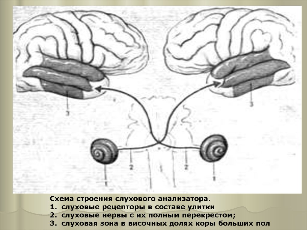 Блок схема слухового анализатора