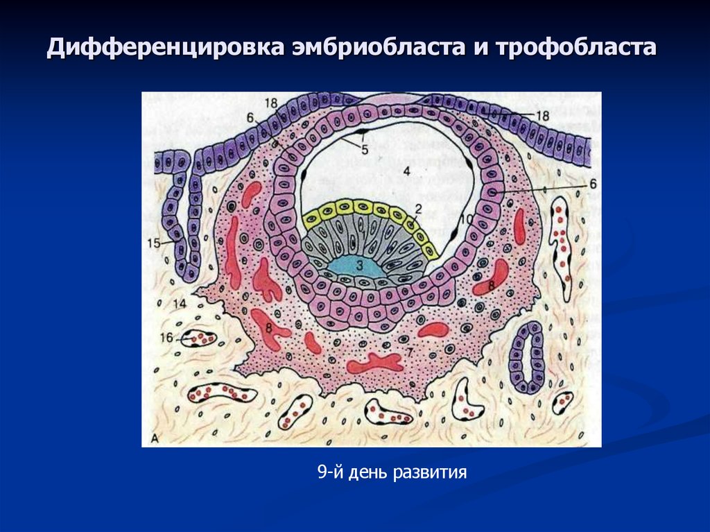 Трофобласт это. Трофобласт гистология. Синцитиальный трофобласт гистология. Клетки трофобласта гистология. Эмбриобласт и трофобласт гистология.