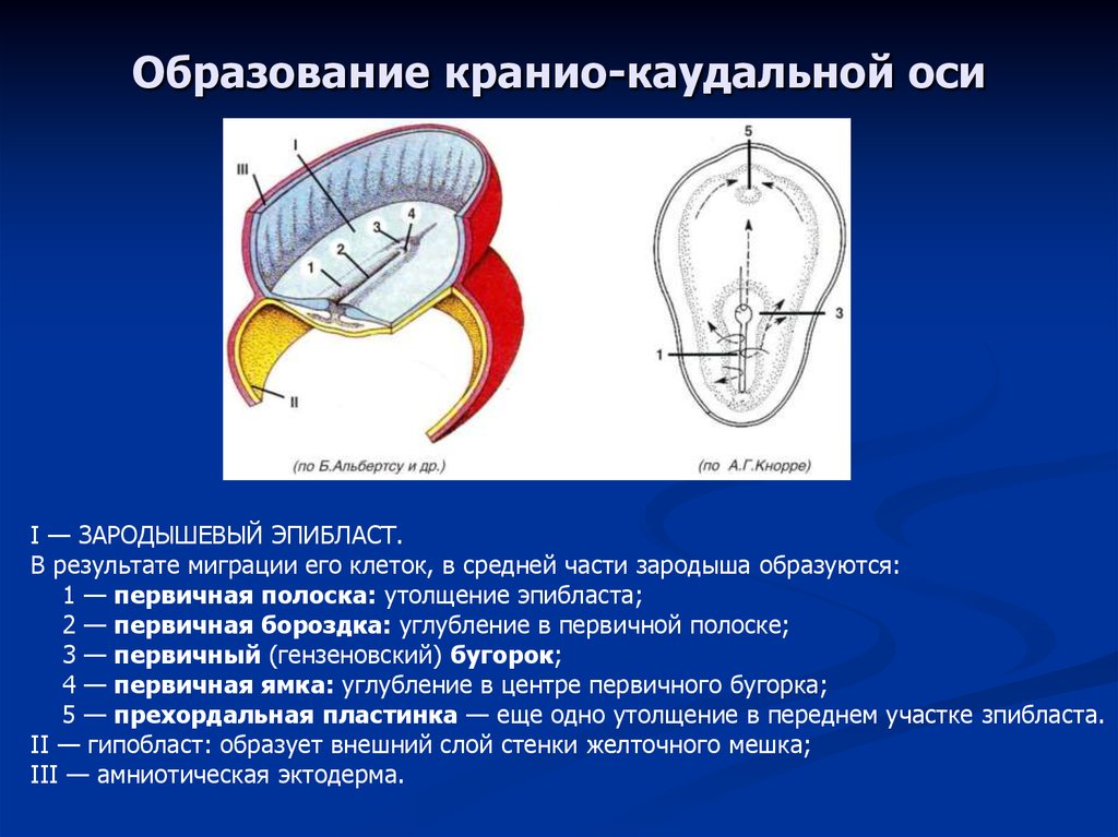 Оси зародыша. Кранио-каудальный. Кранио-каудальное направление. Эмбриогенез. Эмбриогенез человека.