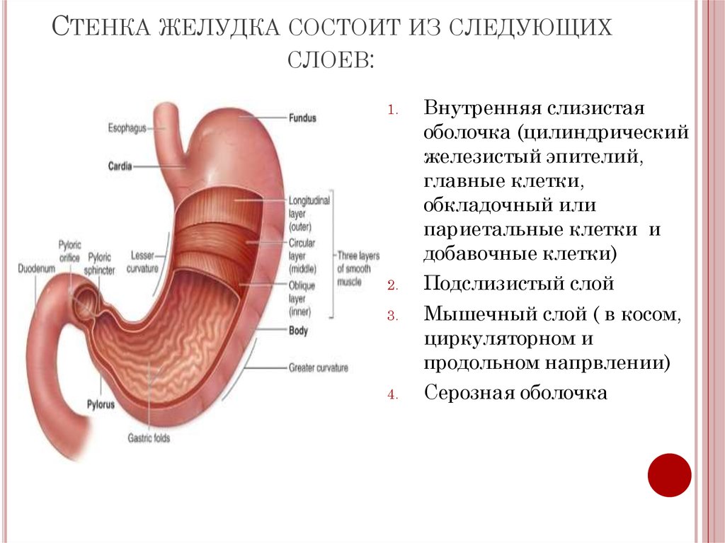 Стенки желудка. Слои стенки желудка анатомия. Послойное строение желудка. Строение слоя стенки желудка. Строение стенки желудка мышечная оболочка.