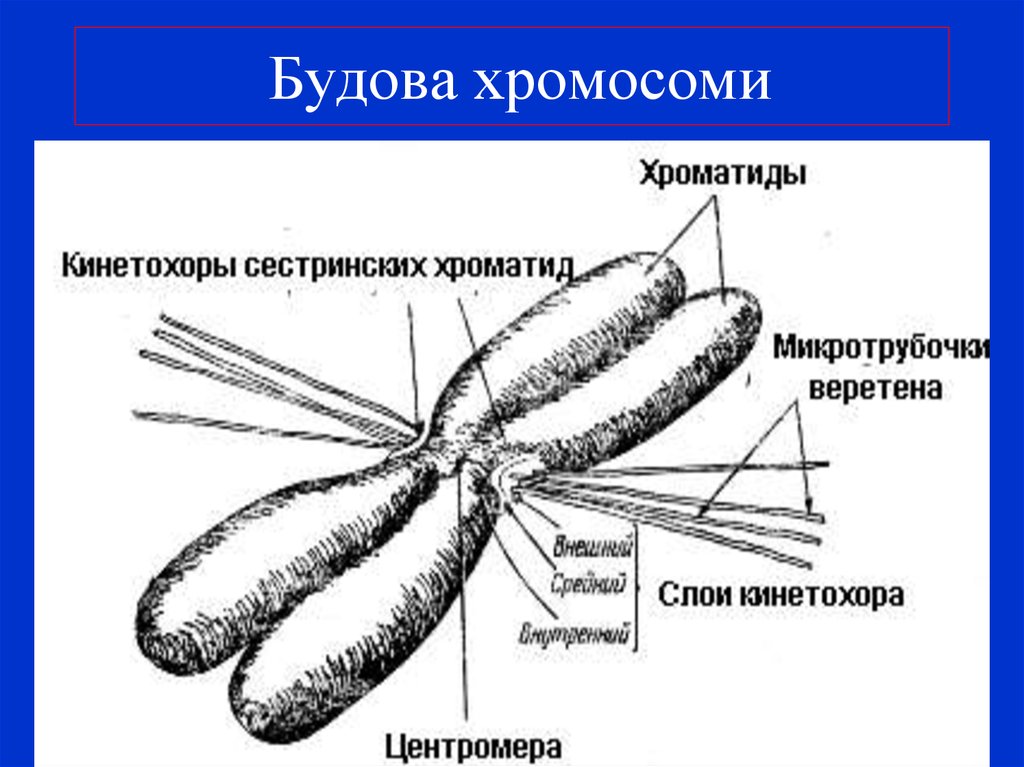 Строение хромосомы рисунок. Строение метафазной хромосомы рисунок. Центромеры и кинетохоры. Строение метафазной хромосомы рисунок с подписями. Хроматиды функции.