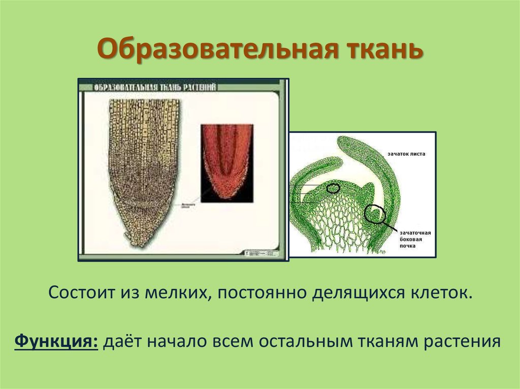 Образовательная ткань. Образовательная растительная ткань. Образовательная ткань состоит. Образовательная ткань 5 класс биология. Образовательная ткань растений рисунок.