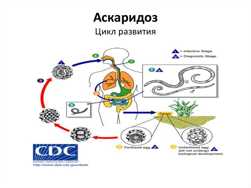 Жизненный цикл аскариды схема. Аскаридоз цикл развития. Аскаридоз жизненный цикл схема. Жизненный цикл аскариды (Ascaris). Цикл развития аскариды человеческой.