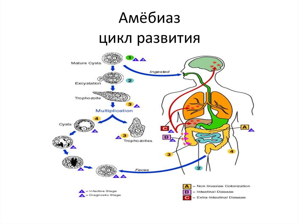 Цикл развития жизни. Амебиаз жизненный цикл схема. Амебиаз цикл развития. Цикл развития возбудителя амебиаза. Амебная дизентерия жизненный цикл.