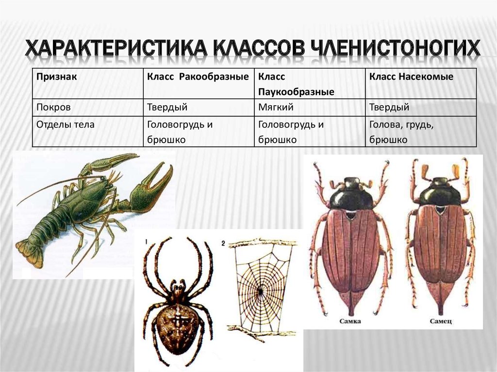 Насекомые сходства и различия. Тип Членистоногие класс насекомые. Членистоногие строение. Членистоногие характеристика. Тип Членистоногие класс насекомые покровы тела.