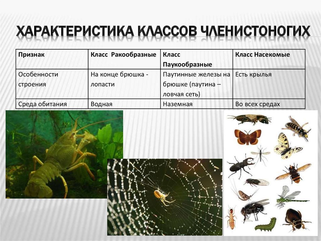 Насекомые сходства и различия. Биологии 7 класс ракообразные паукообразные и насекомые. Членистоногие характеристика. Членистоногие насекомые характеристика. Членистоногие среда обитания.