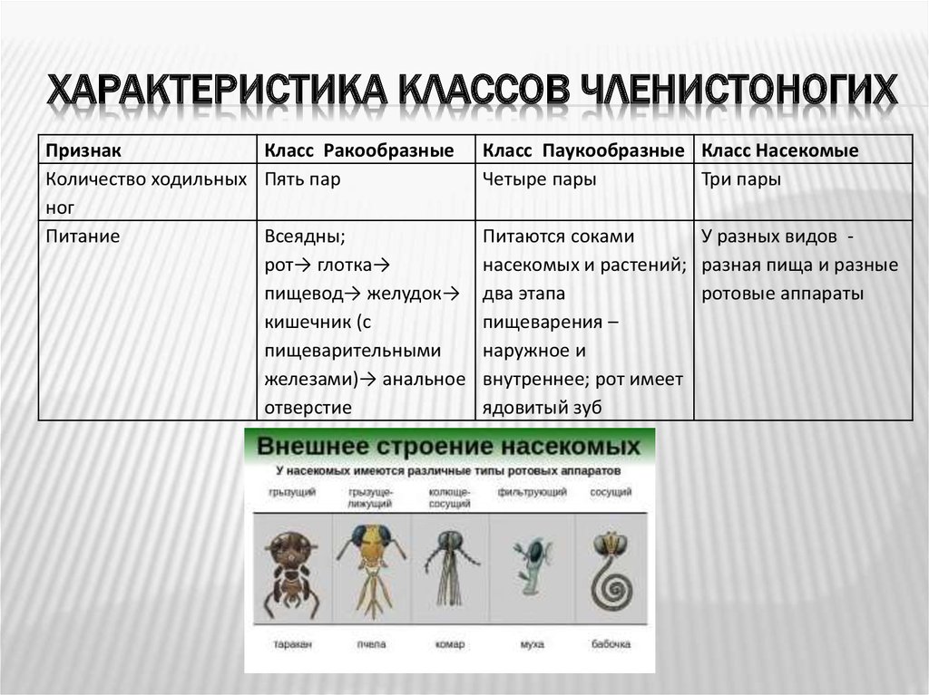 5 признаков класса. Общая характеристика типа Членистоногие 7 класс биология. Тип членистоногих таблица 7 класс биология. Биология 7 класс Тип Членистоногие класс ракообразные таблица. Отличительные признаки членистоногих 7 класс.