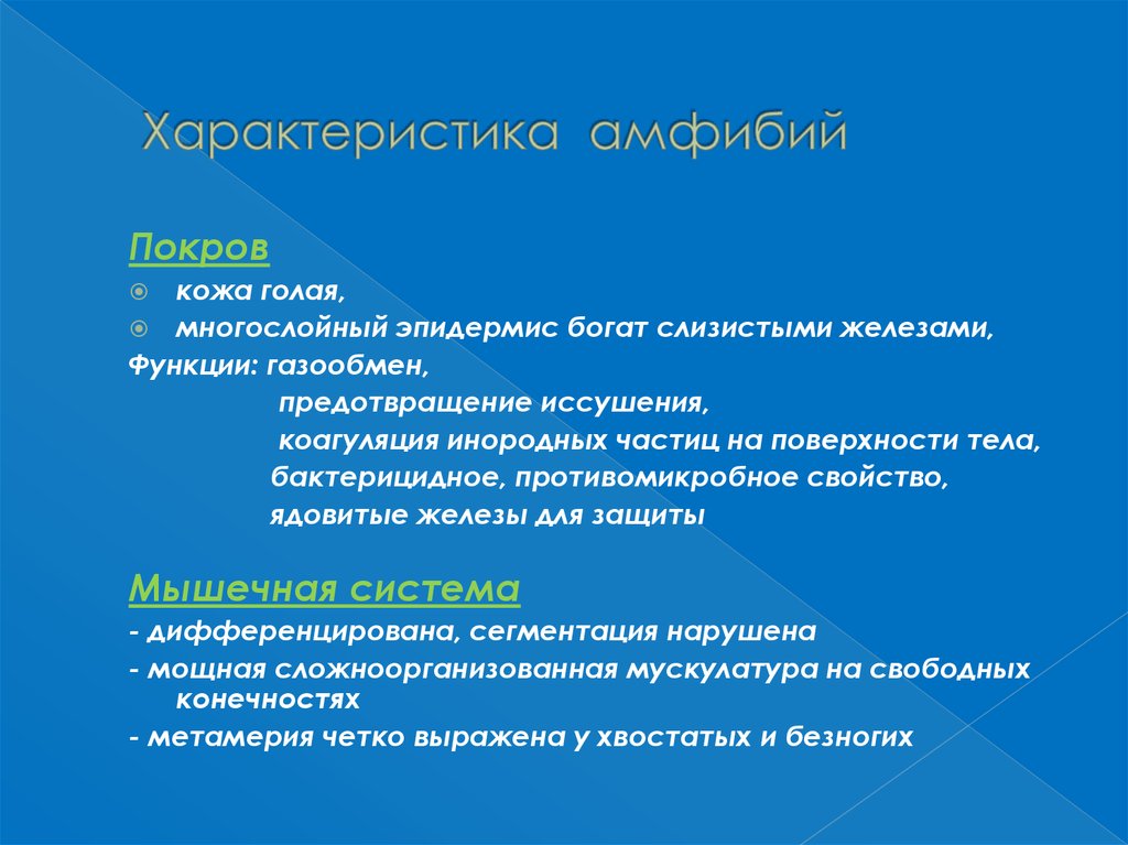 Земноводные характеристика. Общая характеристика земноводных. Амфибии характеристика. Общая характеристика земноводных 7 класс кратко.