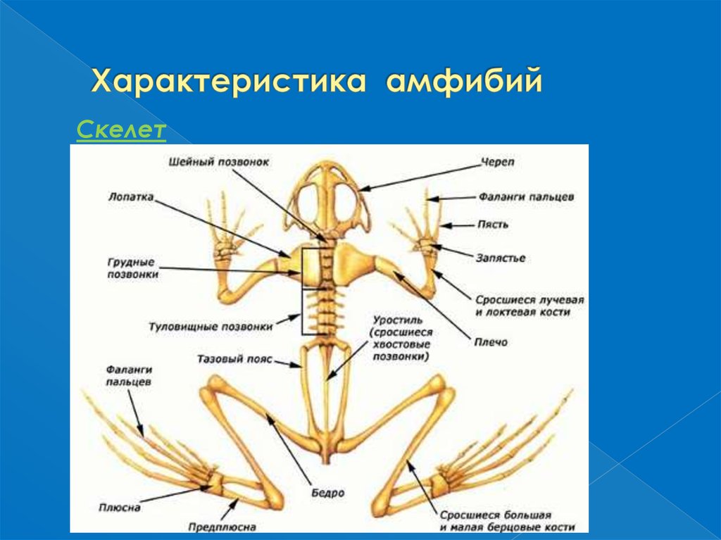 Первые истинные наземные позвоночные