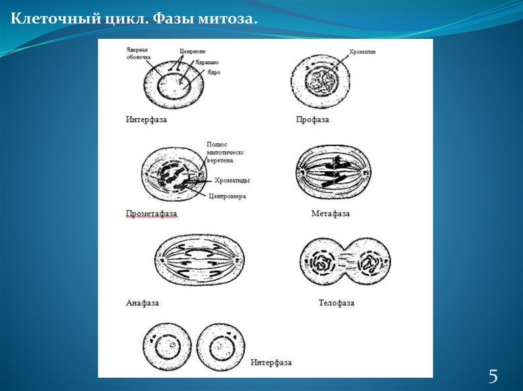 Клетка после митоза