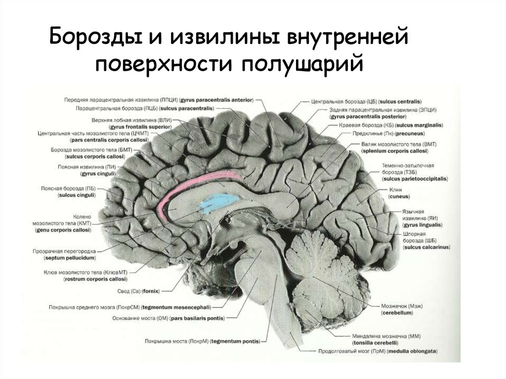Поверхности коры больших полушарий. Поясная борозда головного мозга. Извилины мозга медиальная поверхность. Борозды и извилины головного мозга анатомия. Медиальная борозда головного мозга.