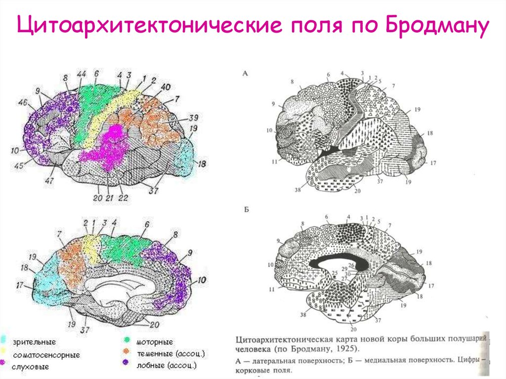 Поли мозга. Цитоархитектоника коры (поля коры по Бродману). Поля коры больших полушарий по Бродману. Кора больших полушарий по Бродману. Цитоархитектонические поля коры головного мозга по Бродману.