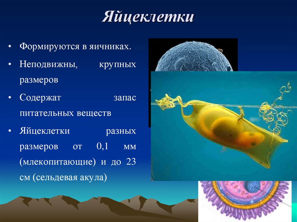 Сколько яйцеклеток. Размер яйцеклетки. Размер яйцеклетки человека. Размеры клетки яйцеклетки. Размер яйцеклетки женщины.