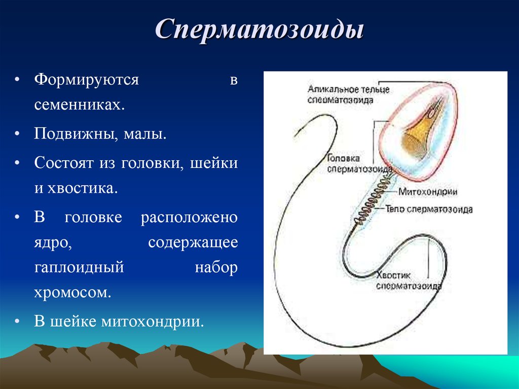 Мал состоит. Сперматозоиды формируются в. Где образуются сперматозоиды. Как образуются сперматозоиды. Сперматозоиды образуются в.