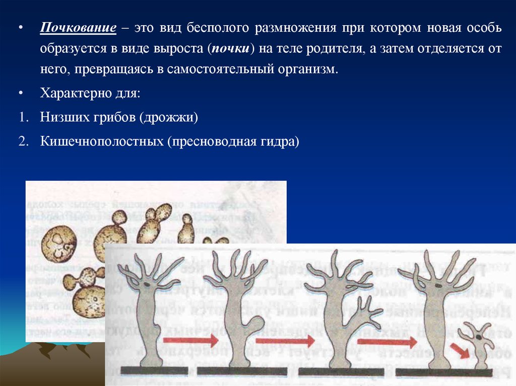 Размножение организмов вариант 1