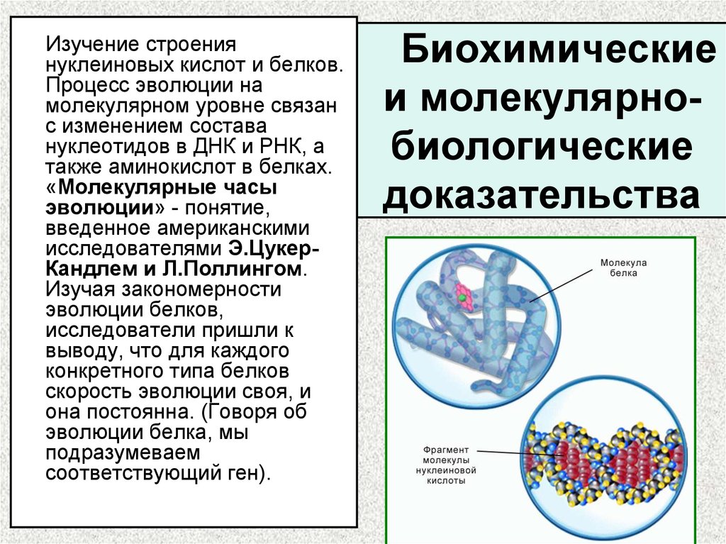 Изучения строения метод. Молекулярно биохимические доказательства. Молекулярно-генетические и биохимические доказательства. Биохимические доказательства эволюции. Молекулярно-биологические доказательства эволюции.