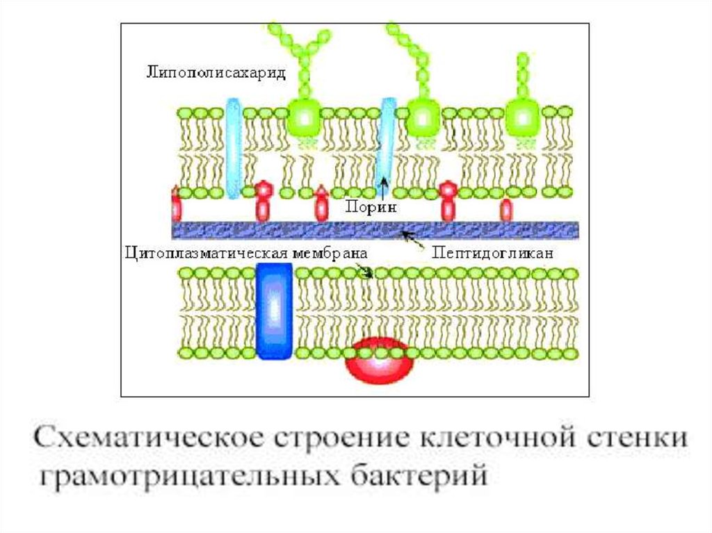 Липополисахарид. Липополисахарид клеточной стенки. Липополисахариды клеточной стенки бактерий. Рециркуляции клеточной стенки. Строение клеточной стенки прокариот.