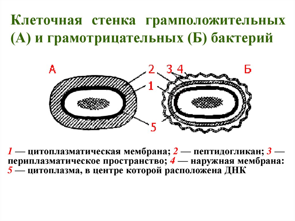 Е клетки