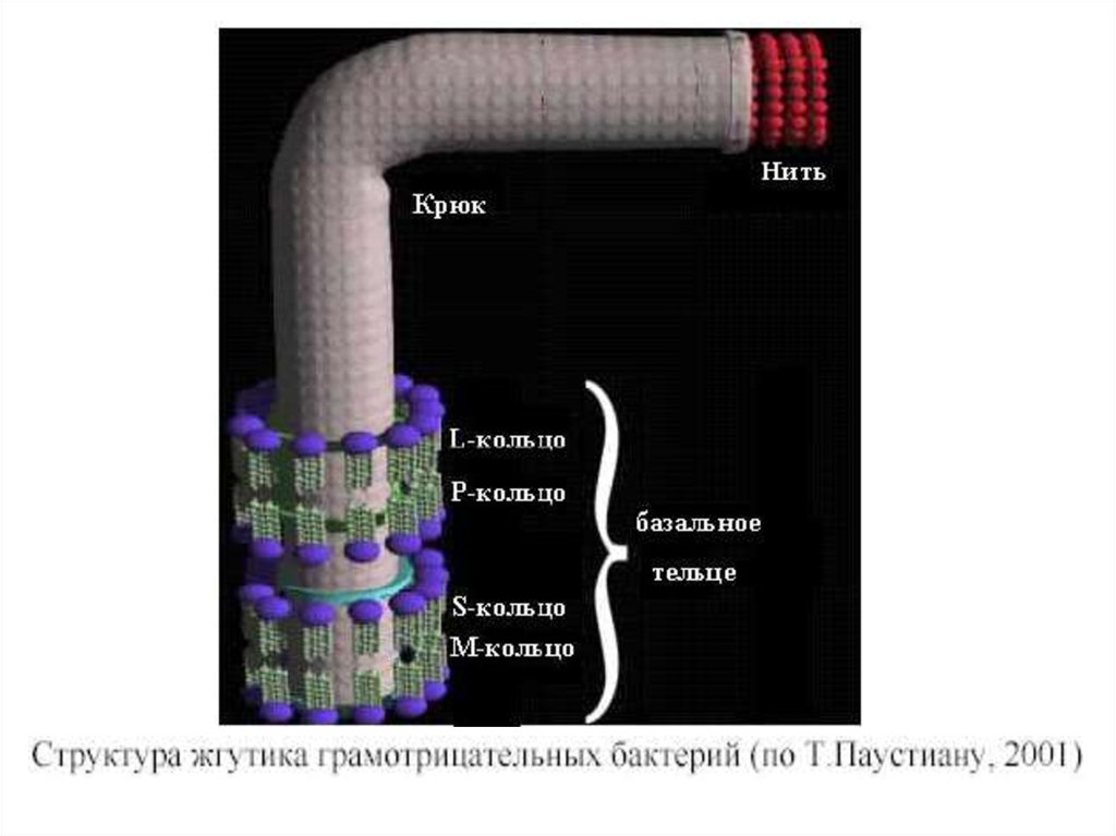 Размер жгутика. Структура жгутика грамотрицательных бактерий. Строение бактериального жгутика. Бактериальный жгутик строение gif. Строение жгутика грамотрицательной бактерии.