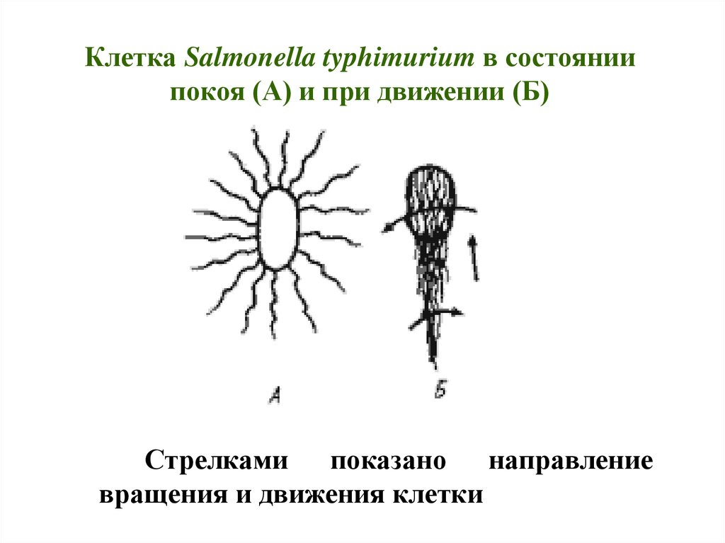 Движение клетчатых. Движение клетки. Сальмонелла тифимуриум.