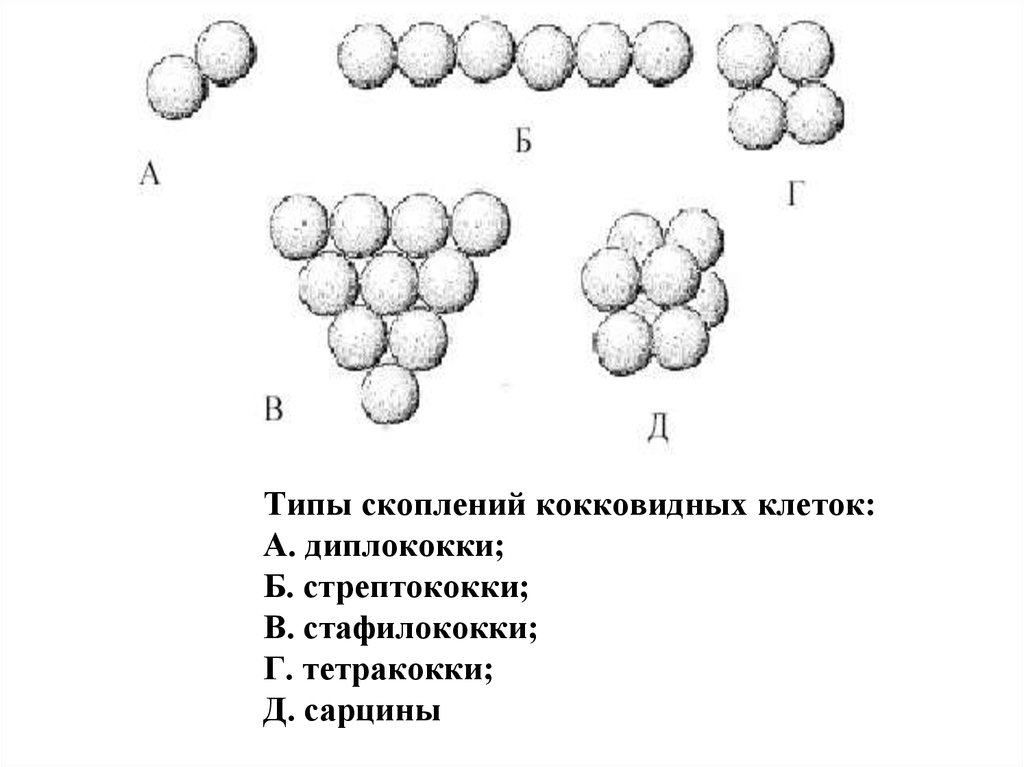 Сарцины это