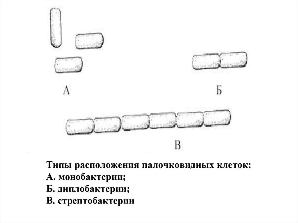 Типы размещения. Стрептобактерии палочковидные. Монобактерии диплобактерии стрептобактерии. Монобактерии палочковидные. Расположение палочковидных бактерий.